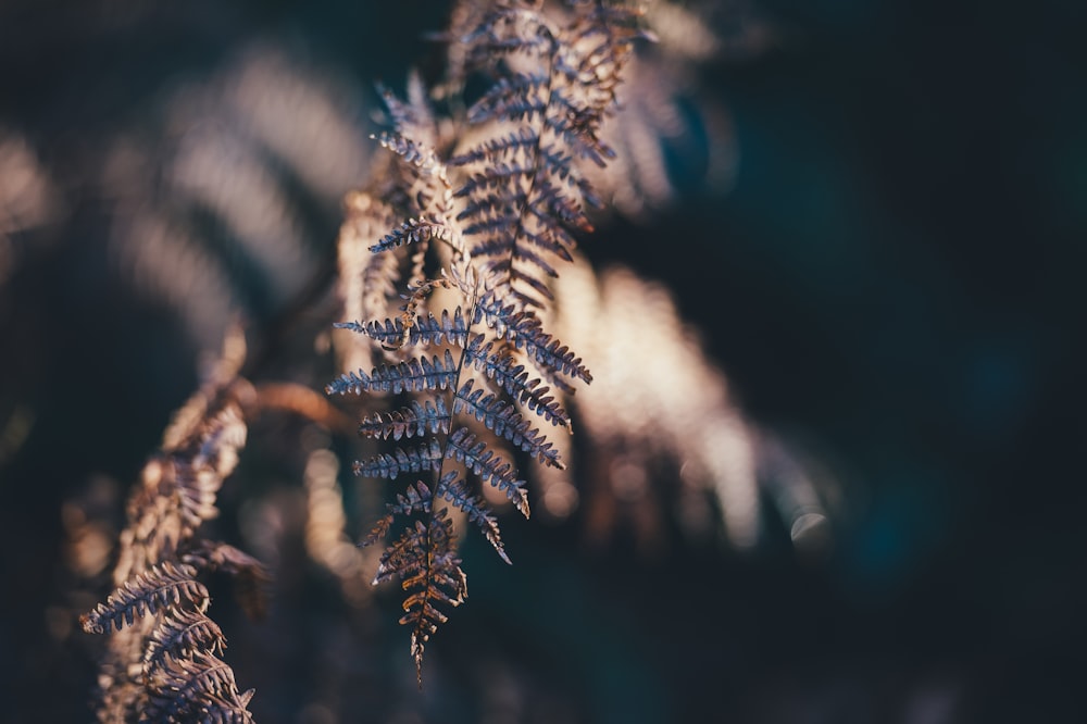 selective focus photograph of gray fern plant