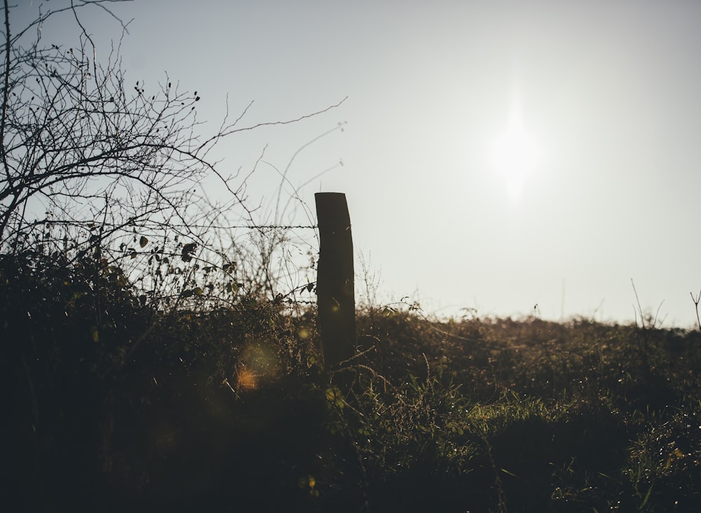 the sun is shining over a grassy hill