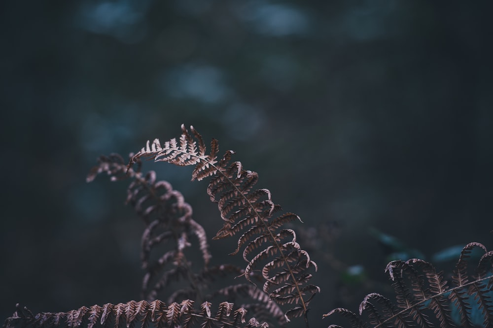 a close up of a plant with a blurry background