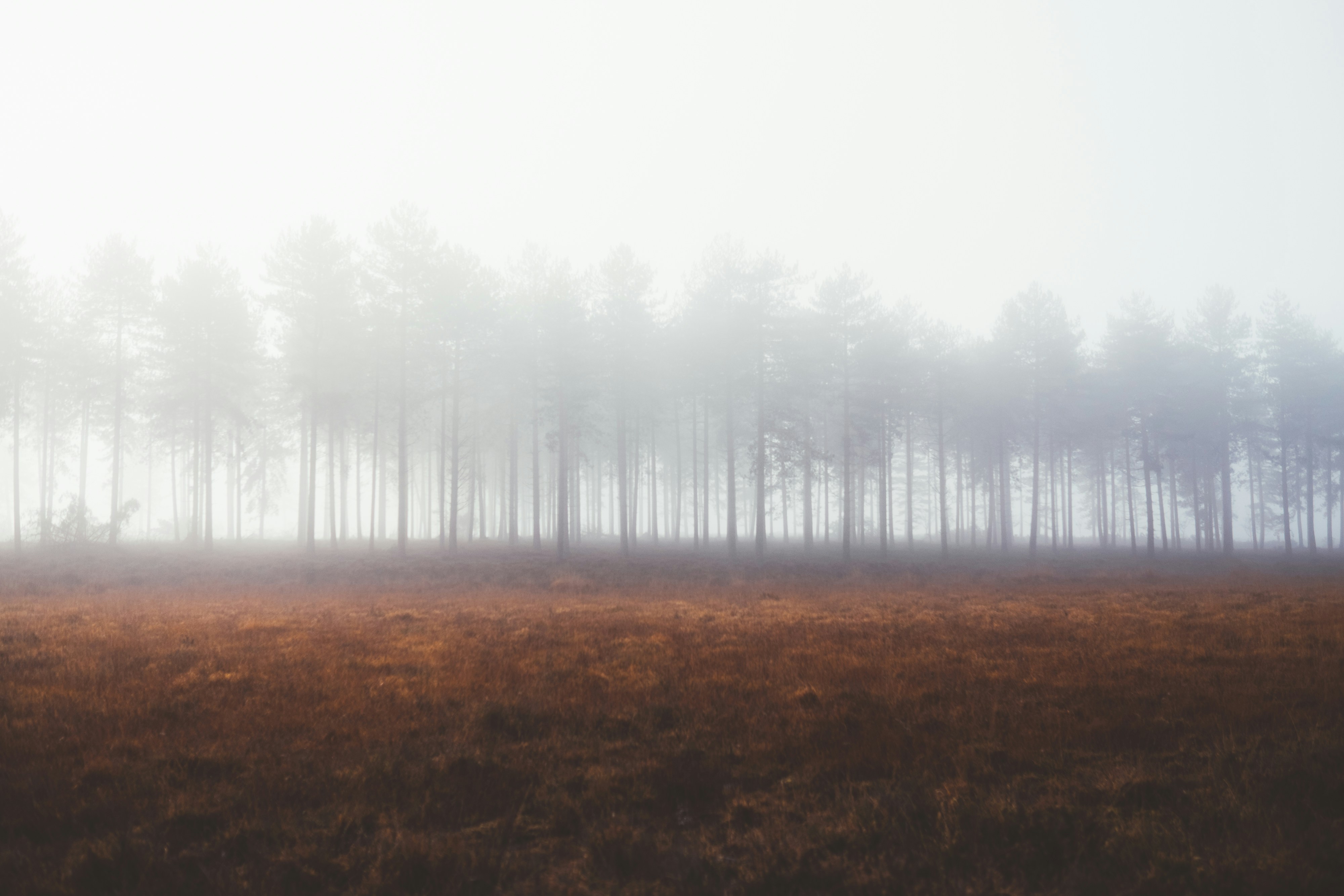 20 Best Free Fog Pictures Stock Photos On Unsplash