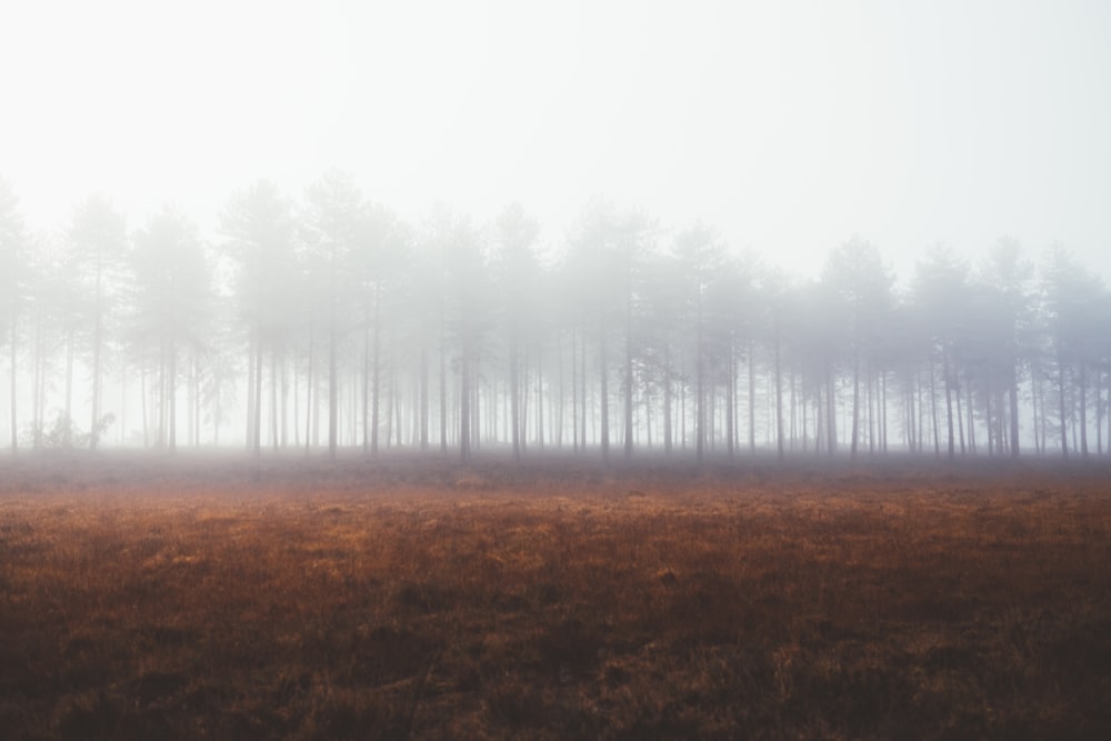 forest covered by fog
