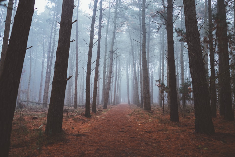 forest full of fog