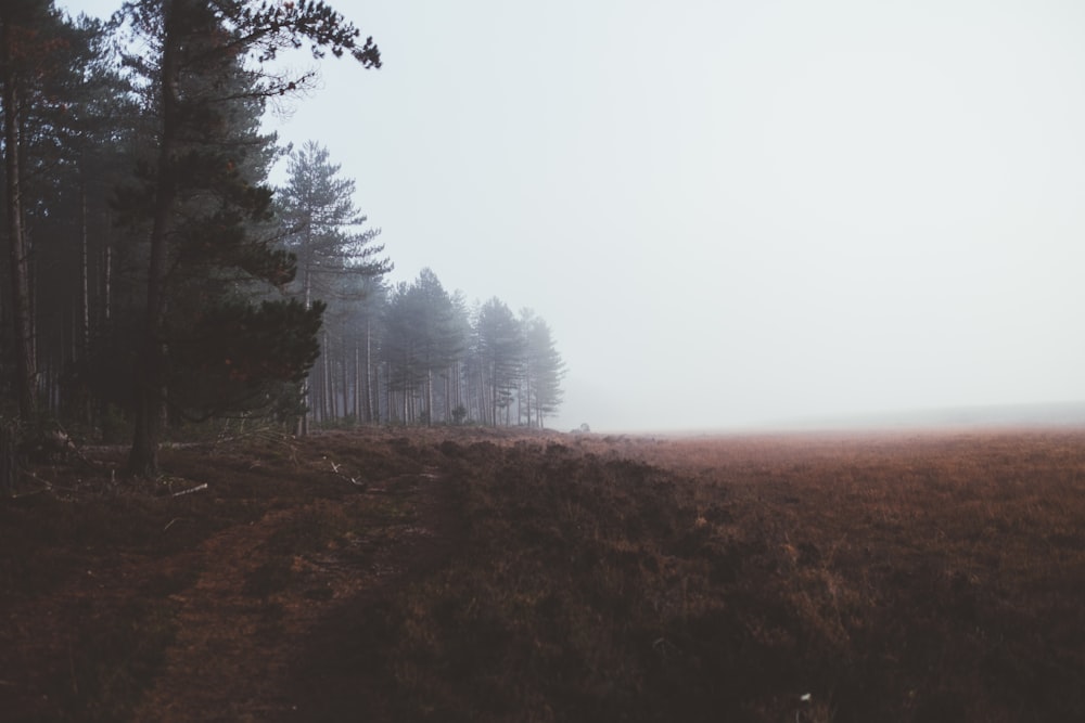 tall trees under white sky