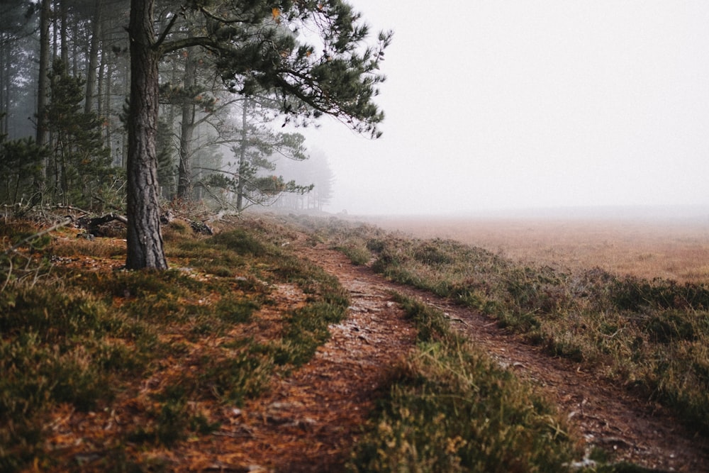 sentiero forestale