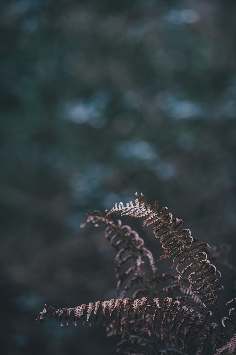 selective focus photography of fern plant