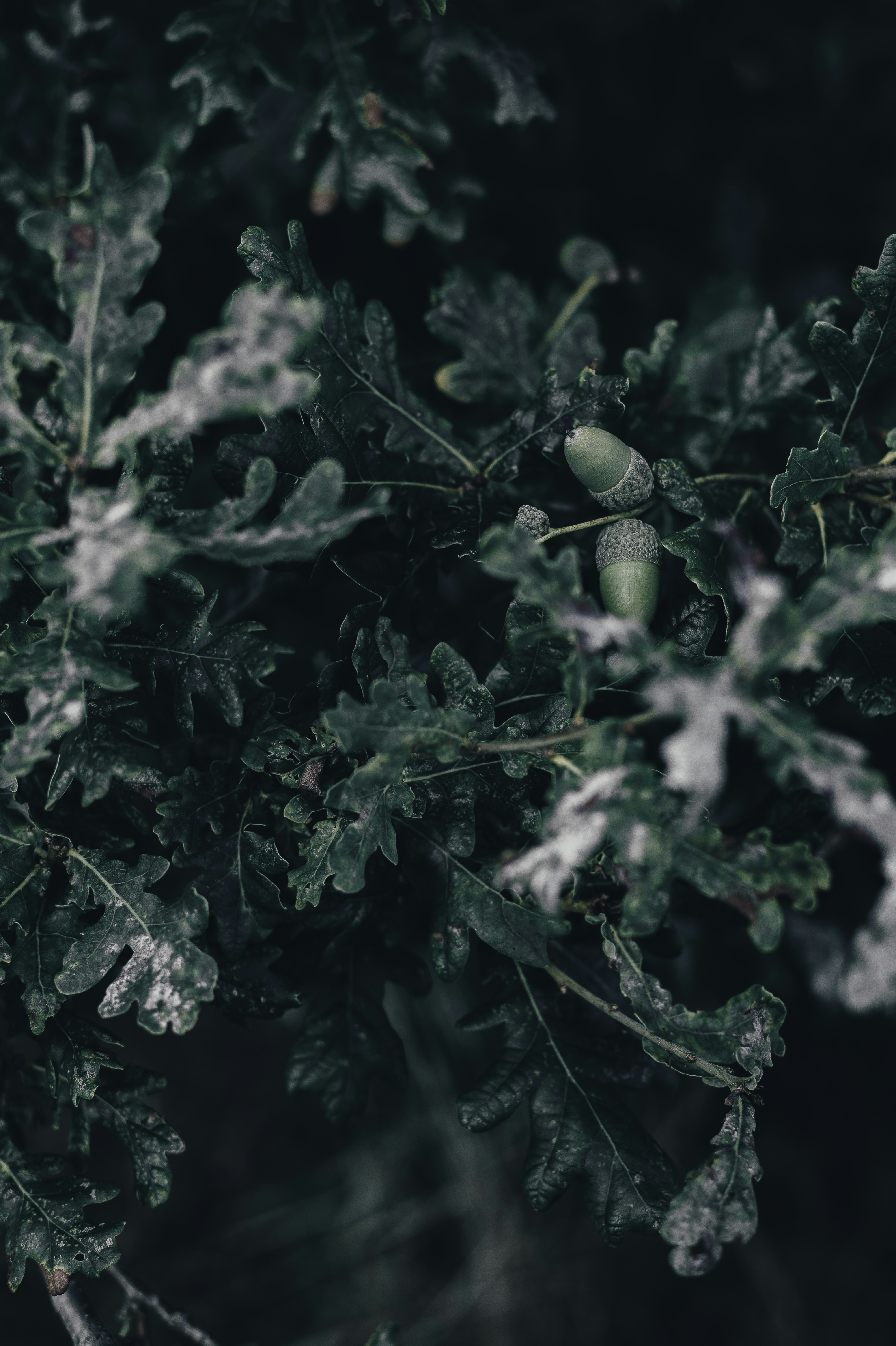 Photo by anniespratt