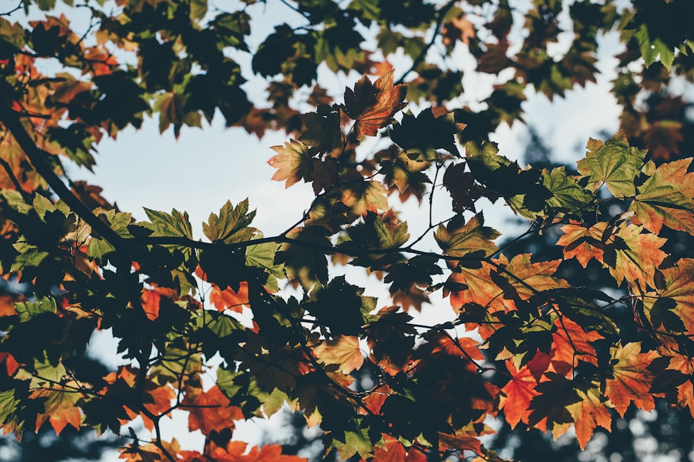 maple tree at daytime