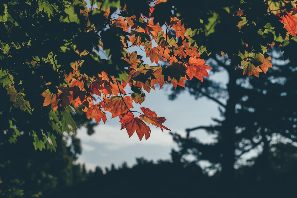 shallow focus photo of maple trees