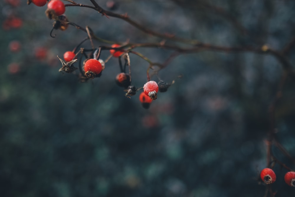 Fotografia a fuoco selettivo di frutta rossa