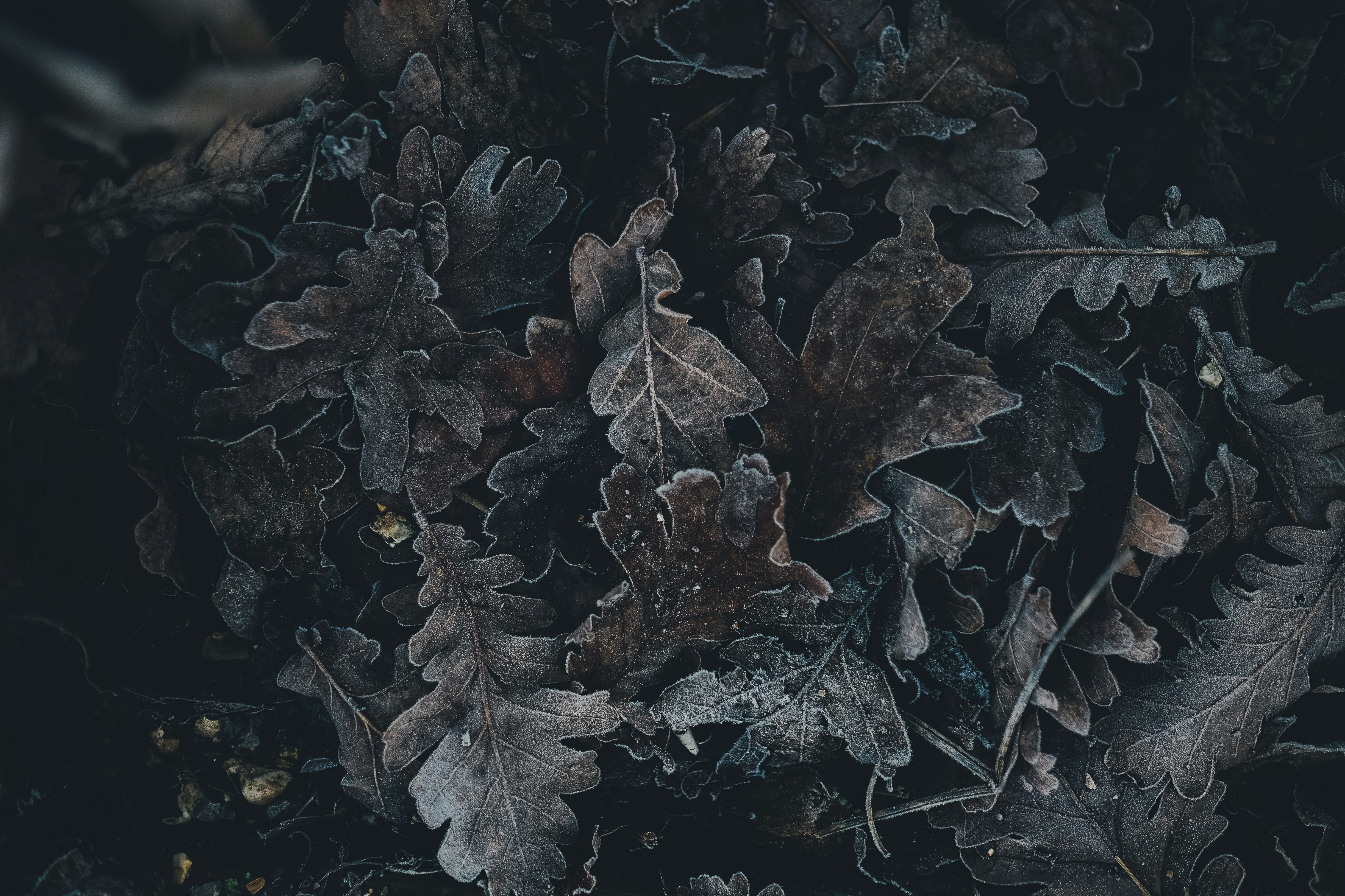 Photo by anniespratt