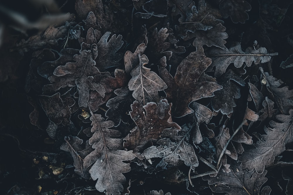 dried leaves