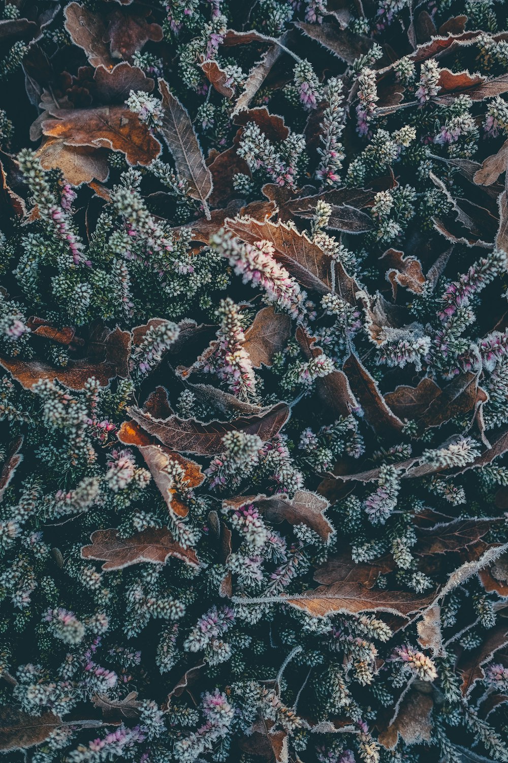 green leaves