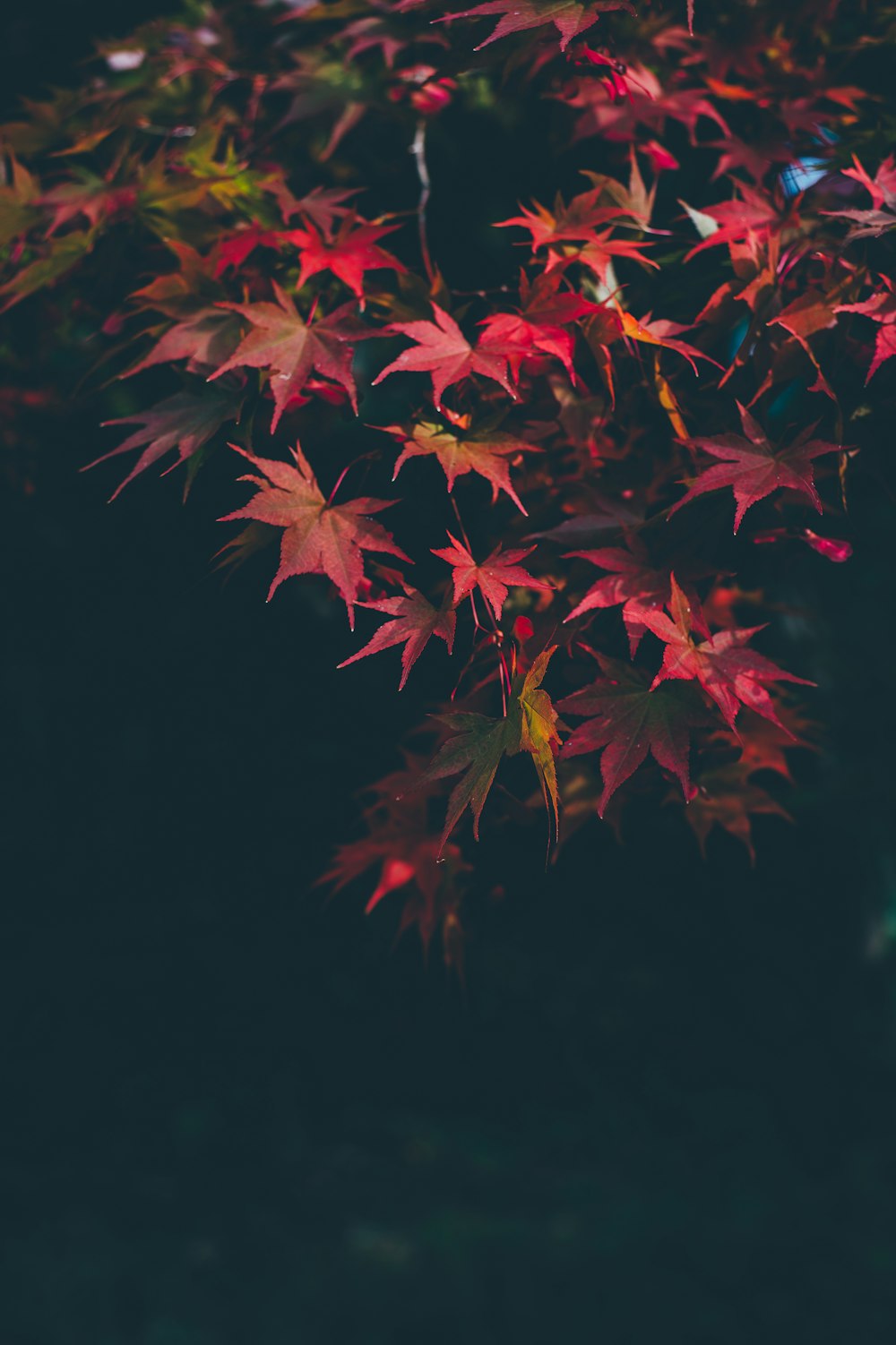 folhas de bordo vermelhas
