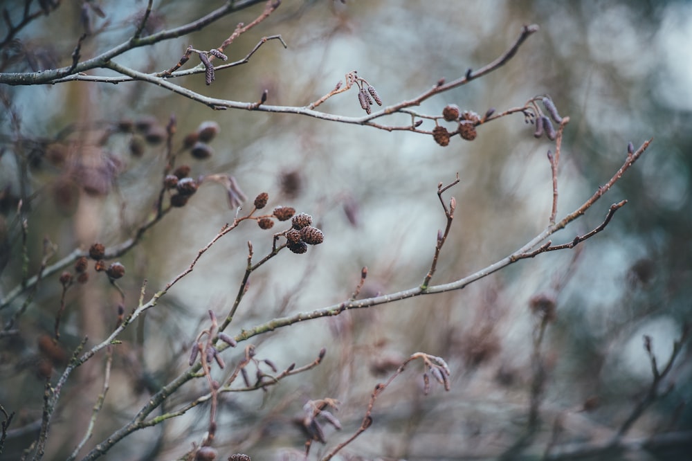 brown fruits on tree