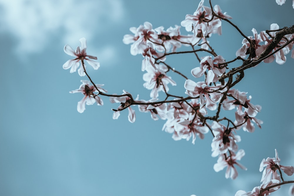 ramo di un albero fiorito