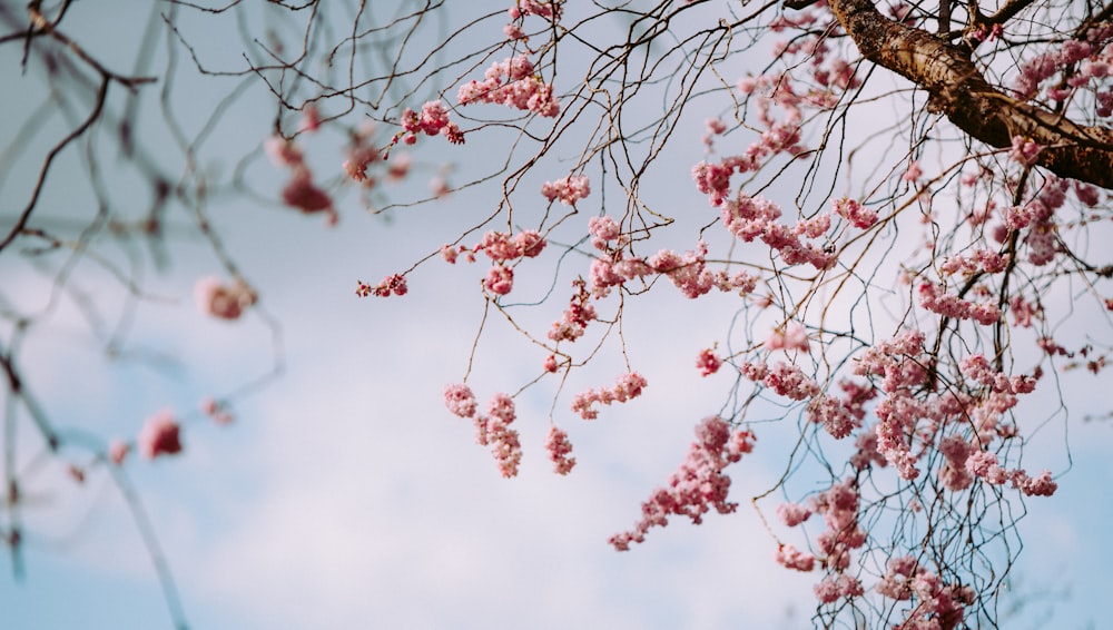 selective focus photo of cherry blossom