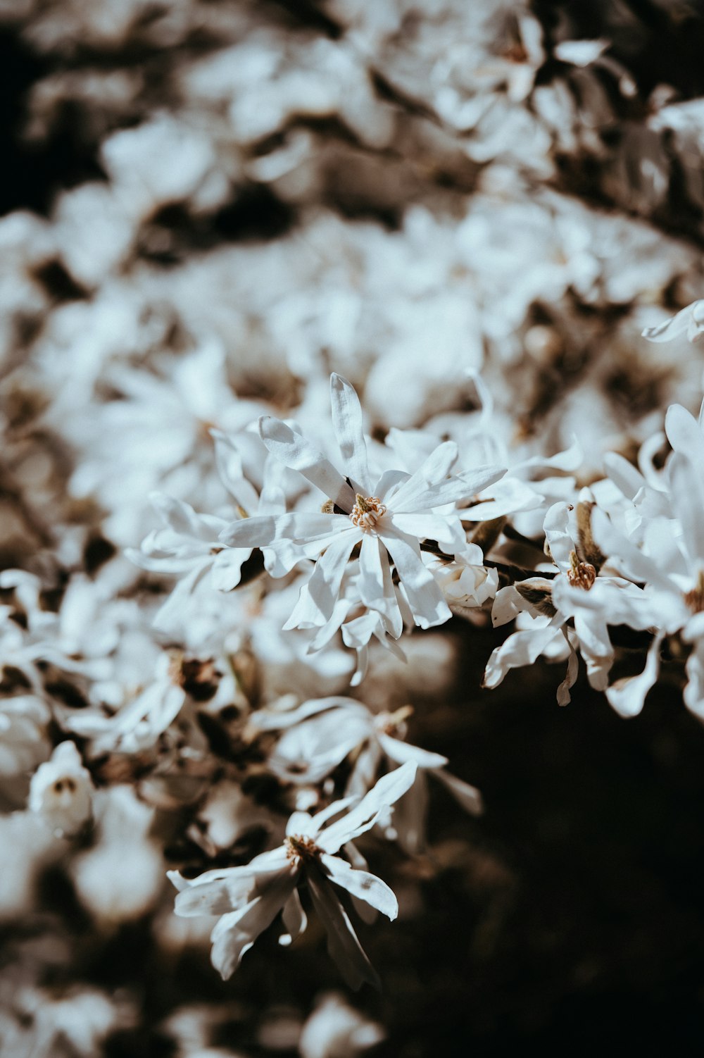 selective focus of white petaled flower