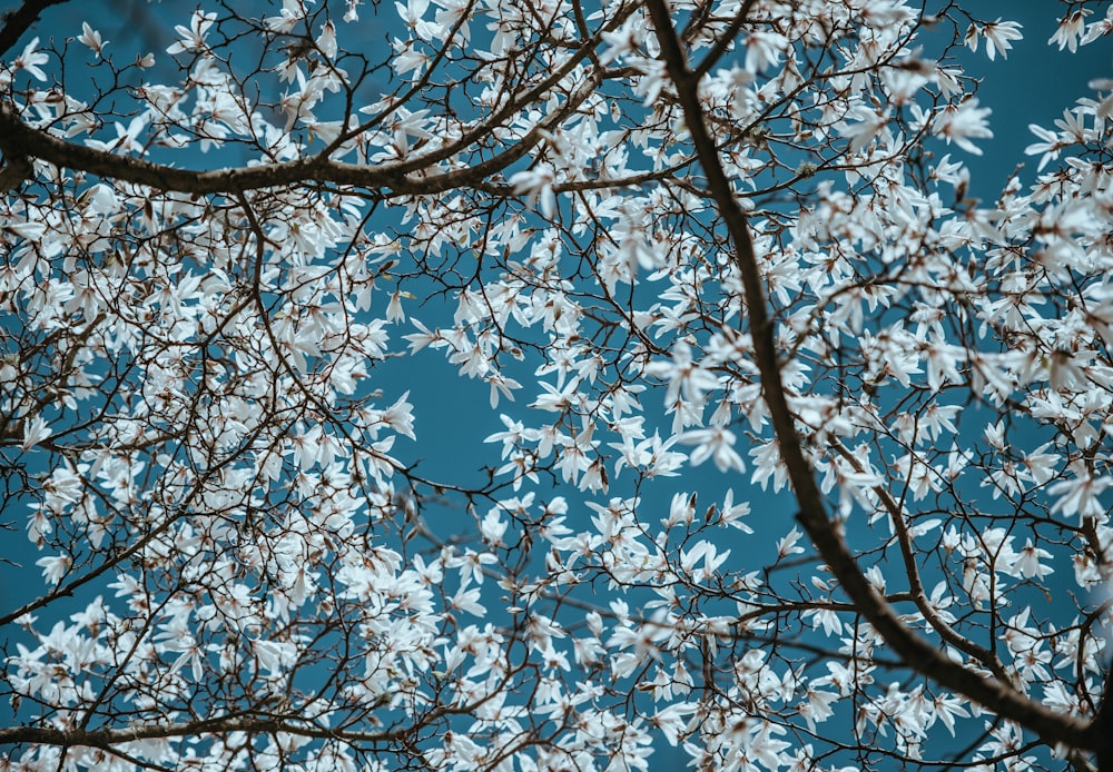 Fotografie aus der Wurmperspektive eines weißen Blumenbaums
