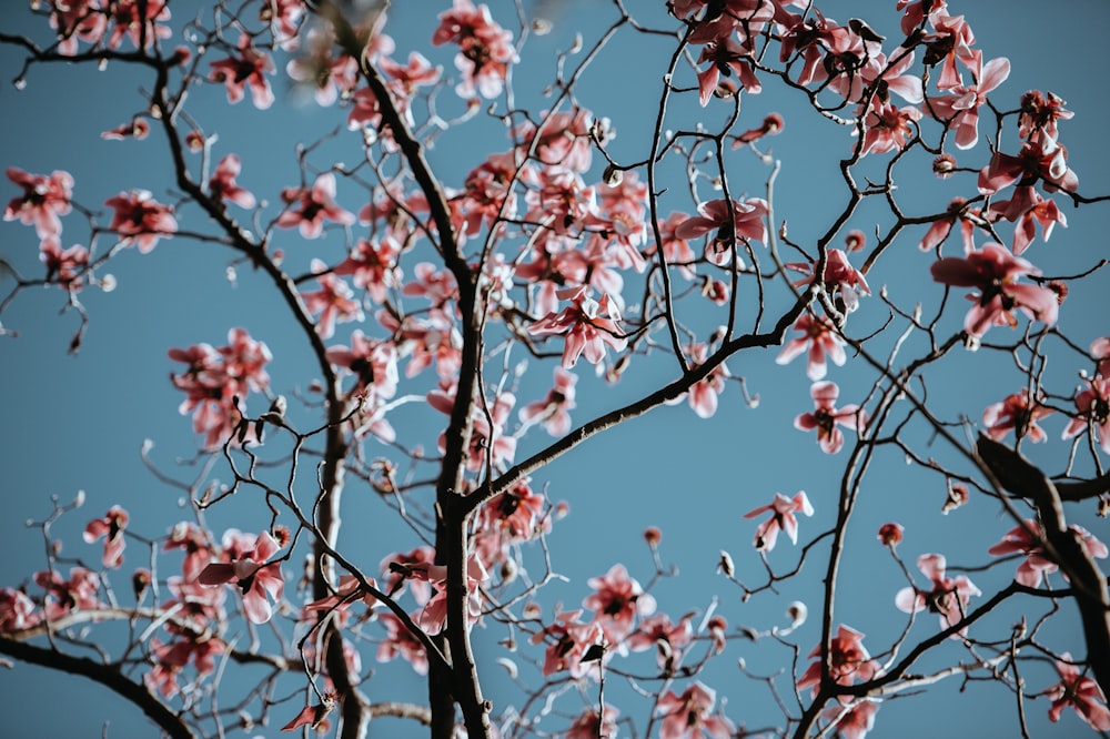 pink flowers under blue sky during daytime