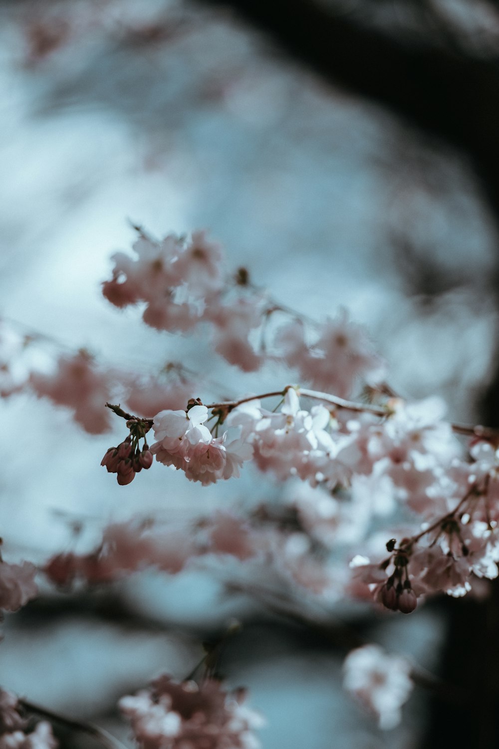 selective focus of white flowers