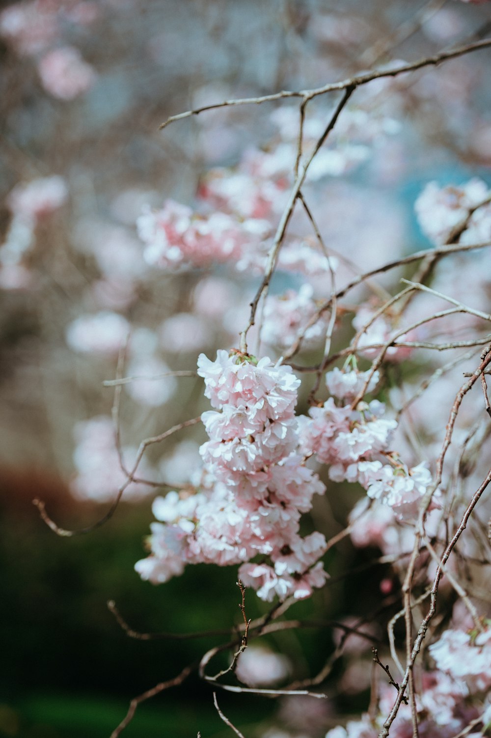 fotografia de closeup de flor de pétalas cor-de-rosa e branco