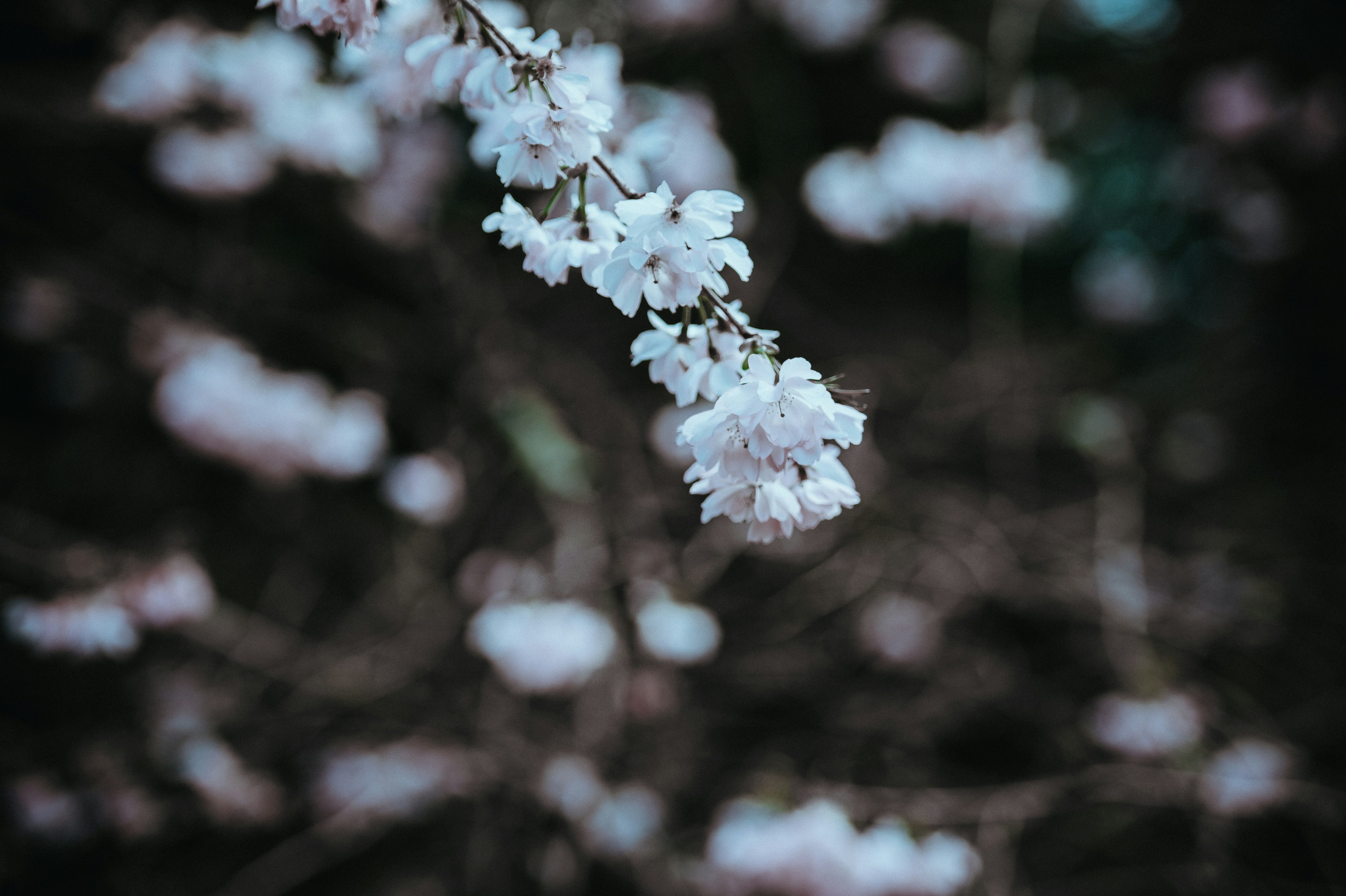 Photo by anniespratt