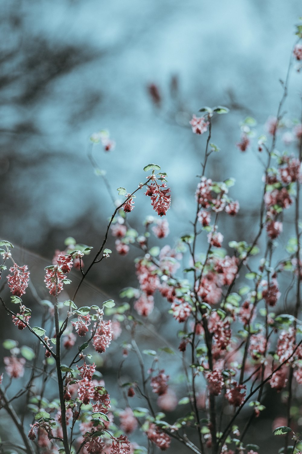 pink flowers