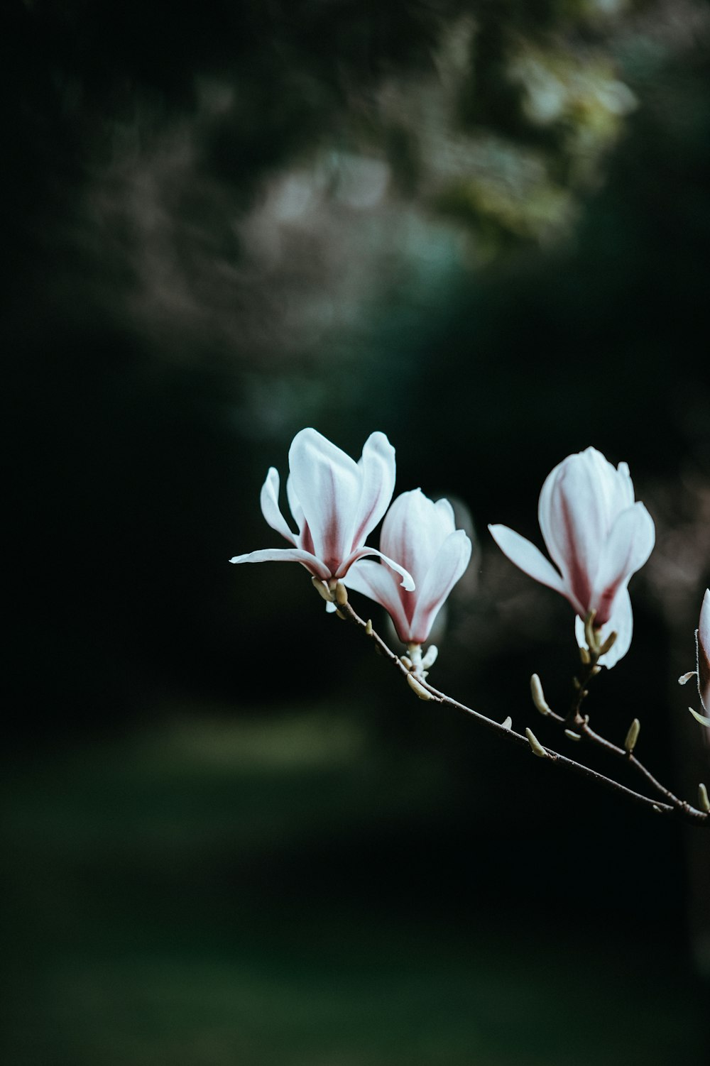 Photographie sélective de la coulée à pétales blancs