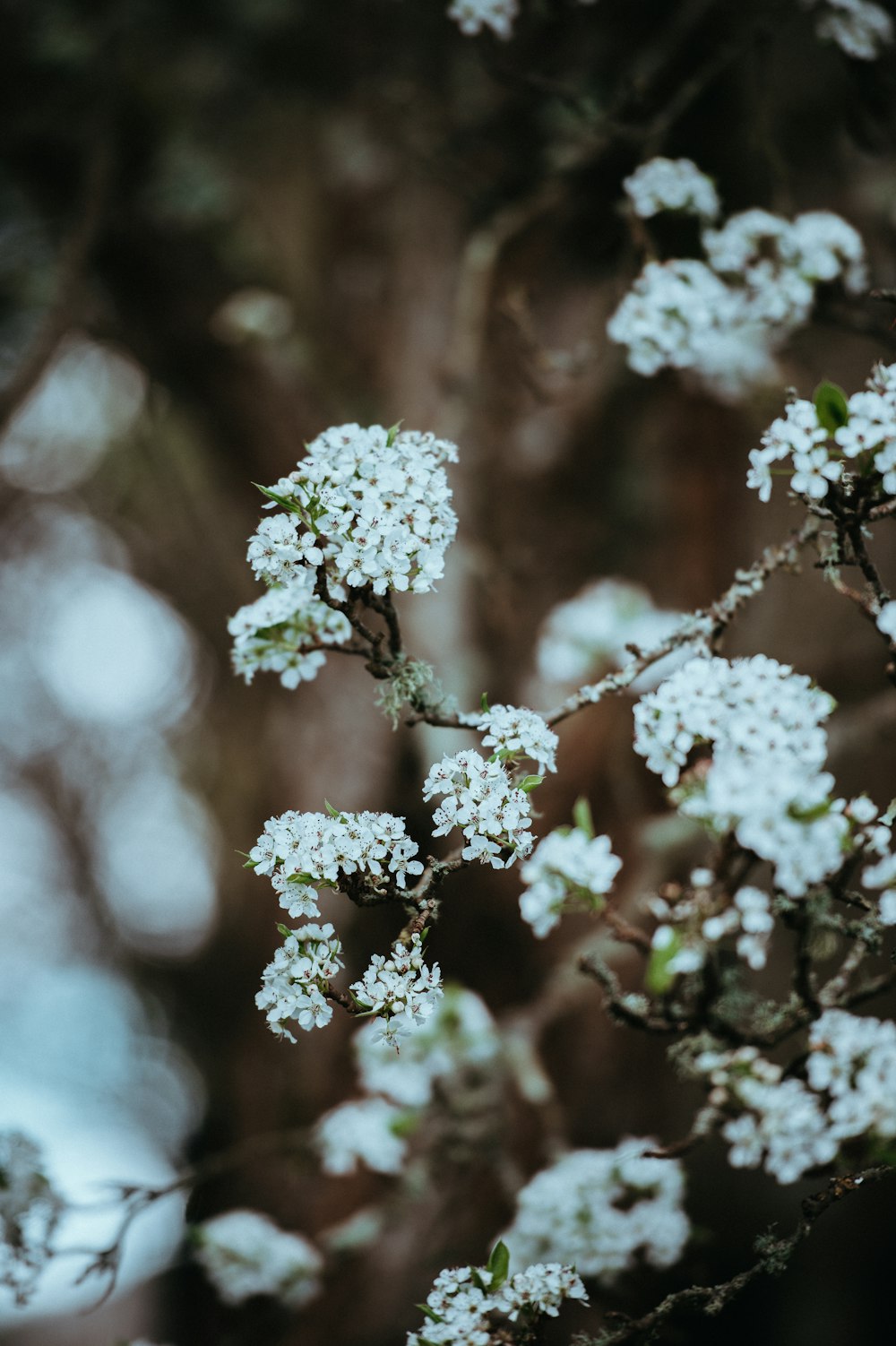 selective focus photography of white petaled flower