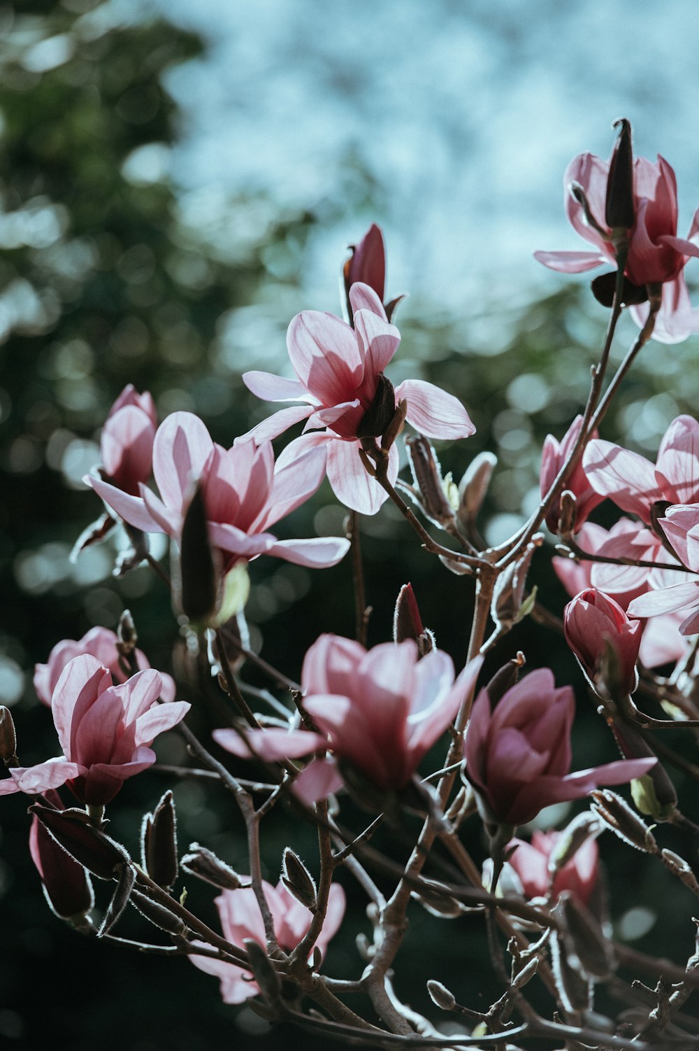 closeup photogragy of pink petaled flowers