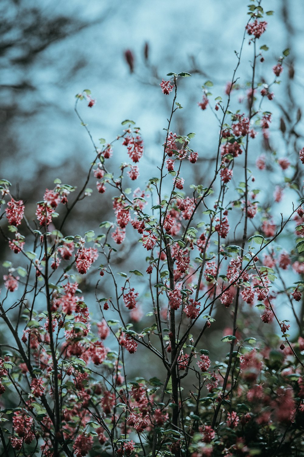 close shot of pink flowers