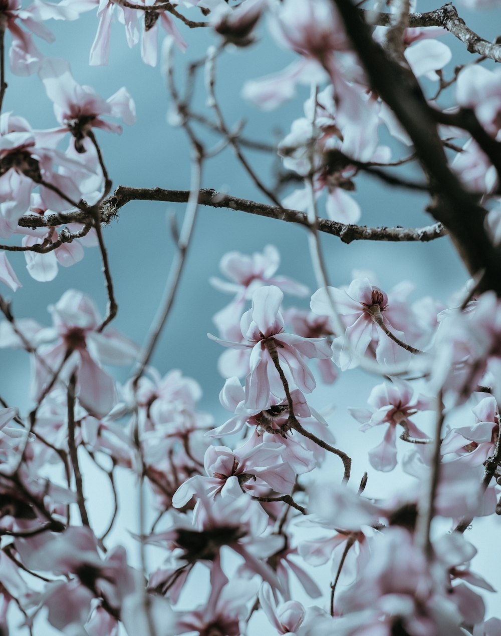 selective focus of white cherry blossom