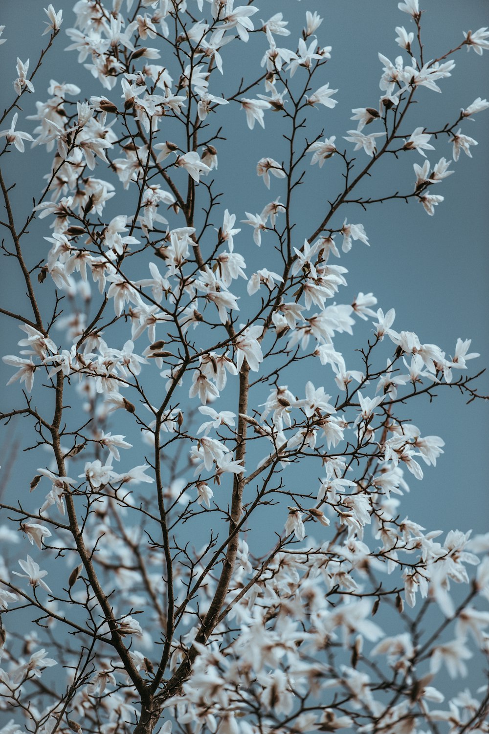 macro shot of white flowers