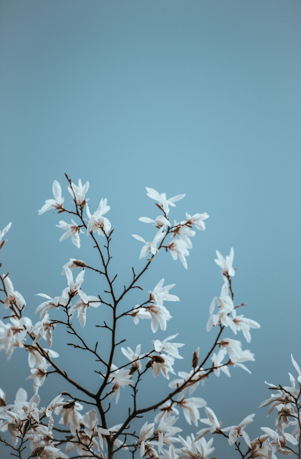 白い葉の植物の傾きずれの写真