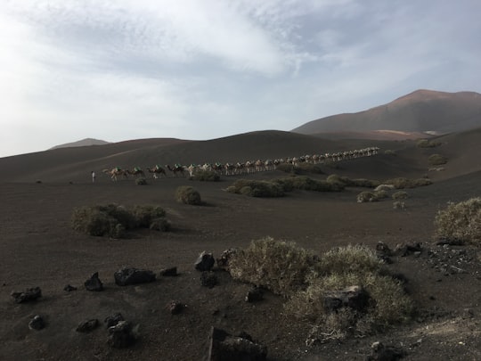 photo of group of camels in Timanfaya National Park Spain