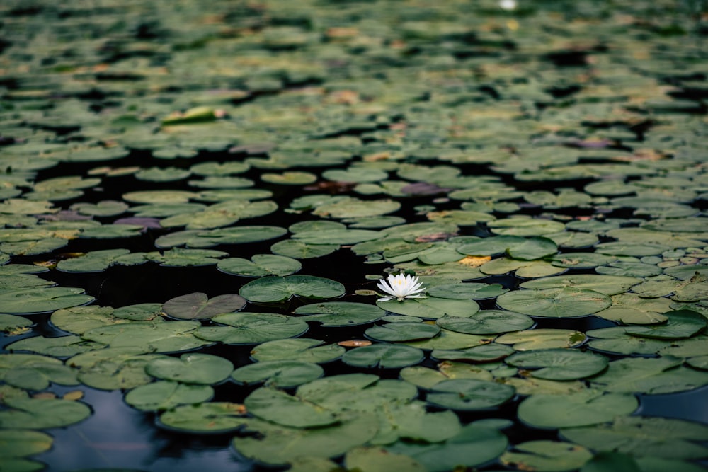 flor de lírio-d'água branca em flor durante o dia