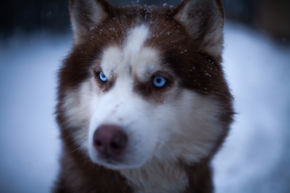close-up photography of white and brown Siberian husky