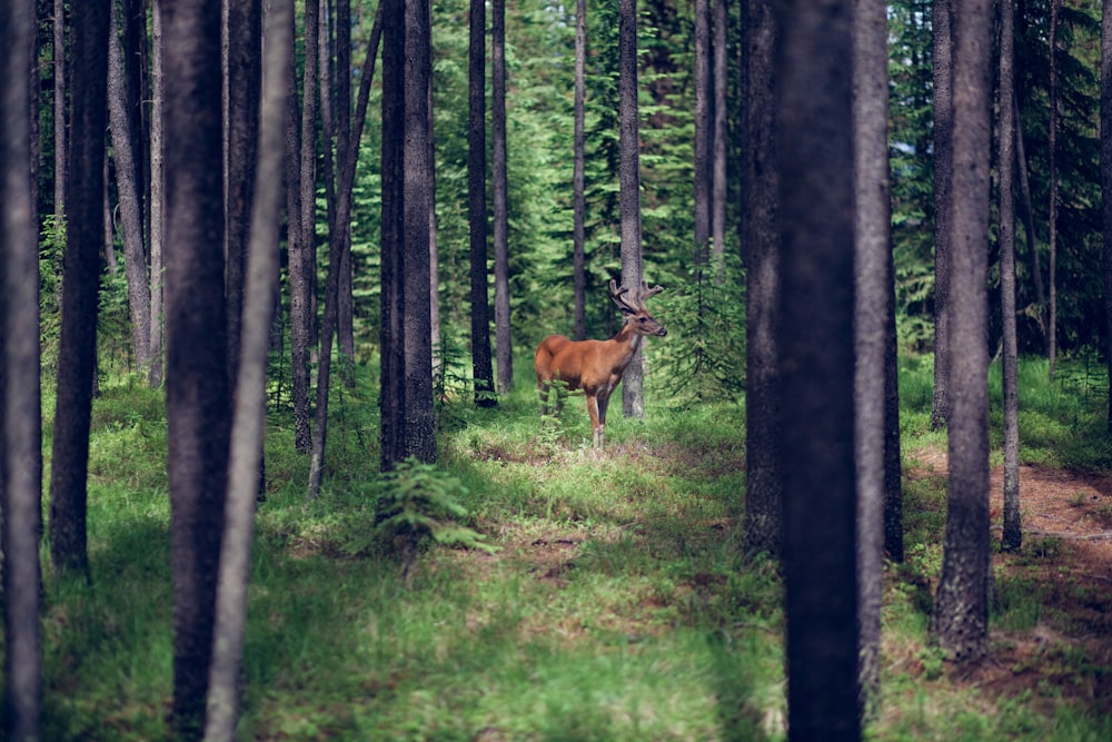 숲 속의 갈색 사슴