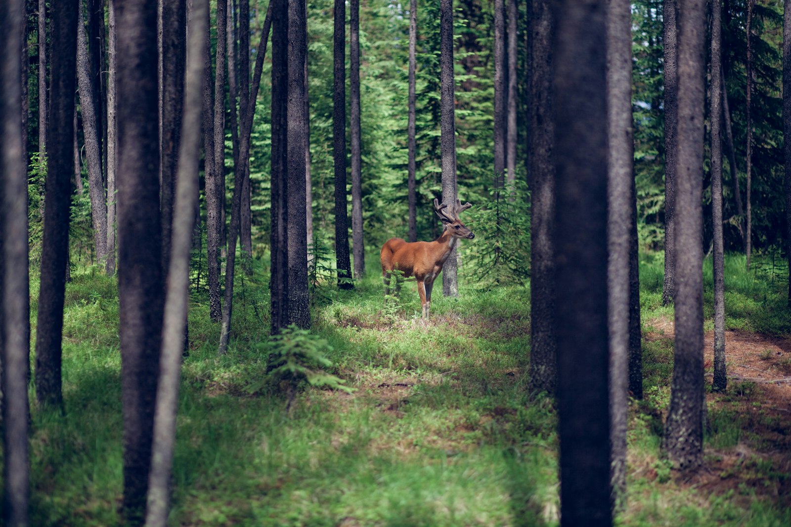 Canon EOS 5D Mark II + Canon EF 85mm F1.8 USM sample photo. Brown deer in forest photography