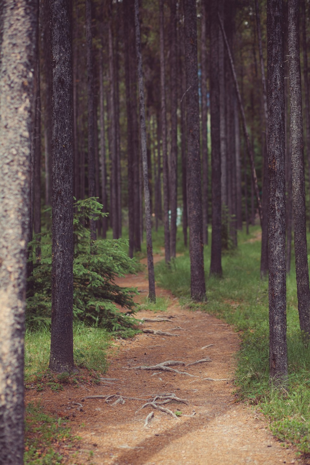 camino entre árboles grises durante el día]