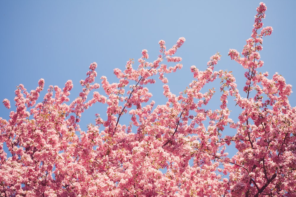 flor de cerejeira durante o dia