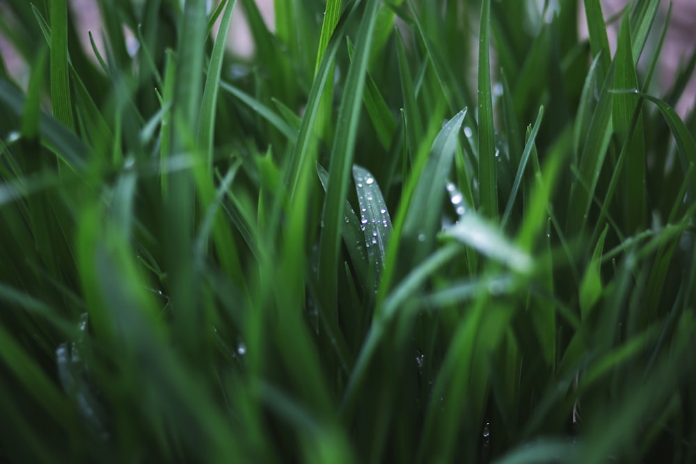 close-up photograph of leaves