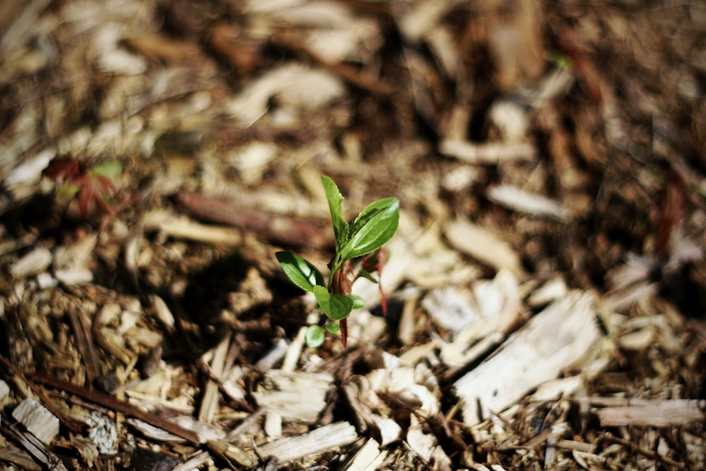 작은 식물이 땅에서 싹을 틔운다.