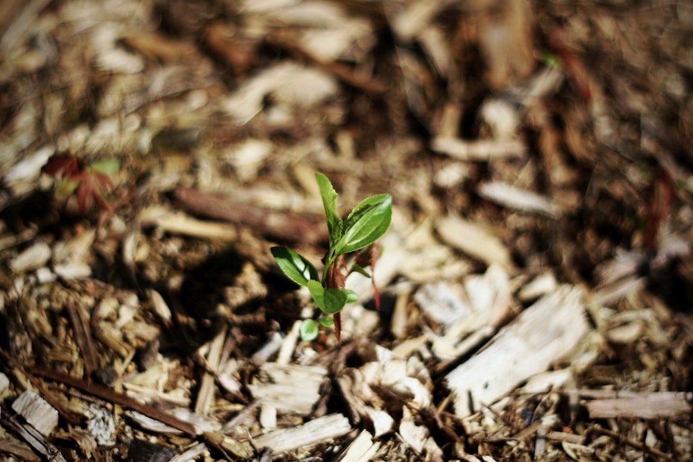 Uma pequena planta brota do chão