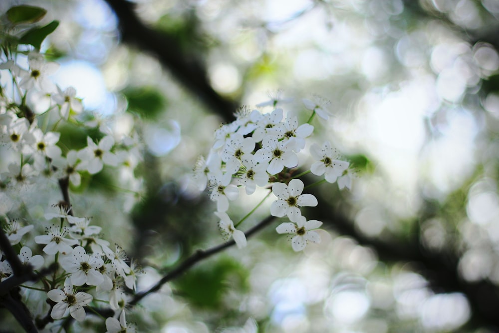 흰 꽃잎이 달린 꽃의 선택적 초점 사진