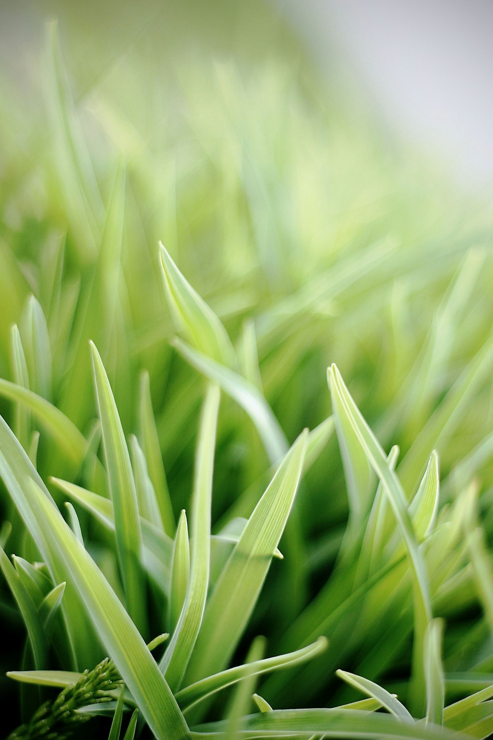 selective focus photo of green snake plant