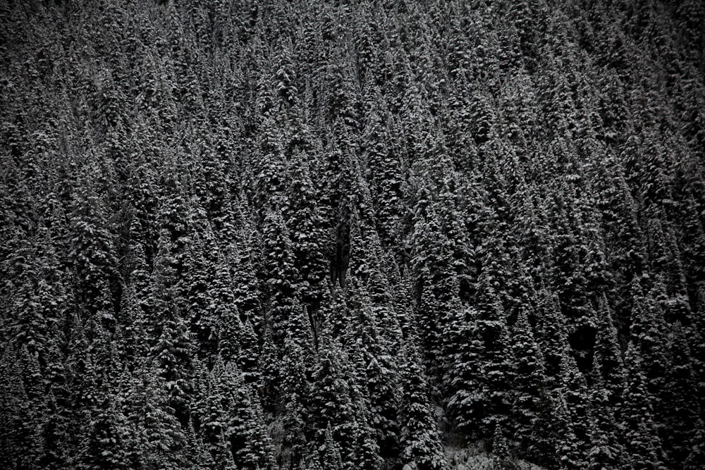 grayscale photography of forest