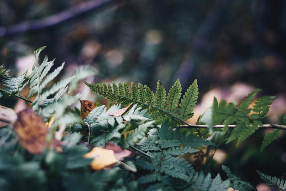 macro shot photography of green leaf