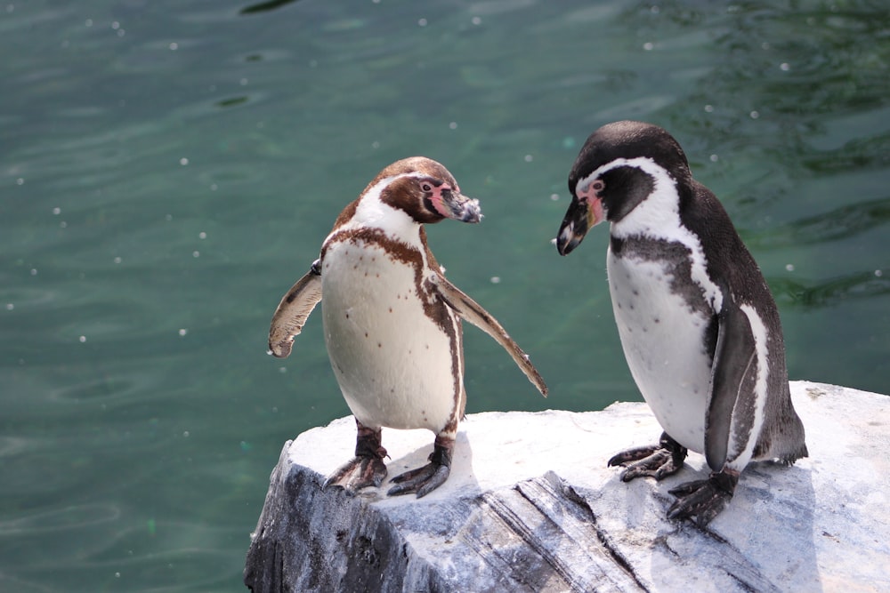 Dos pingüinos blancos y marrones parados sobre una roca gris