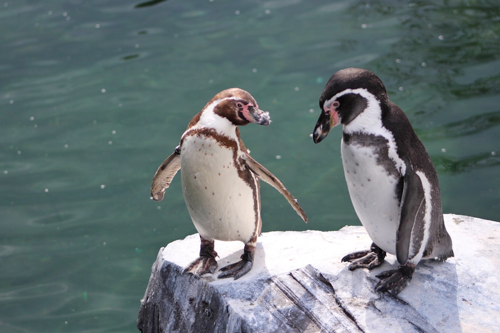 two white-and-brown penguins standing on gray rock